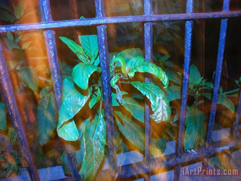 Raymond Gehman Plant Growing Through a Wrought Iron Fence in Front of a House Art Print