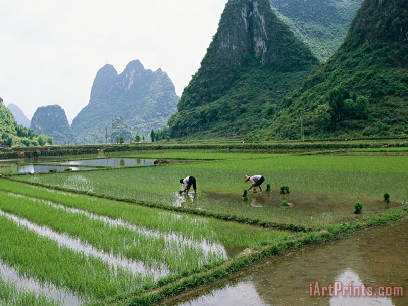 Planting Rice with Limestone Karst Mountains in The Background Near Guilin painting - Raymond Gehman Planting Rice with Limestone Karst Mountains in The Background Near Guilin Art Print