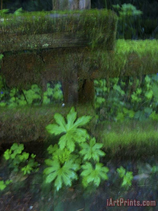 Plants Grow Along a Moss Covered Trail Fence in Old Growth Forest painting - Raymond Gehman Plants Grow Along a Moss Covered Trail Fence in Old Growth Forest Art Print