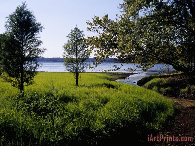 Raymond Gehman Pond Cypress Trees Growing Along The Shore of Kentucky Lake Art Print