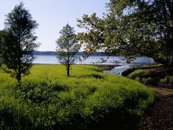 Raymond Gehman Pond Cypress Trees Growing Along The Shore of Kentucky Lake