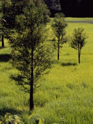Raymond Gehman Pond Cypress Trees Growing Near The Shore of Kentucky Lake