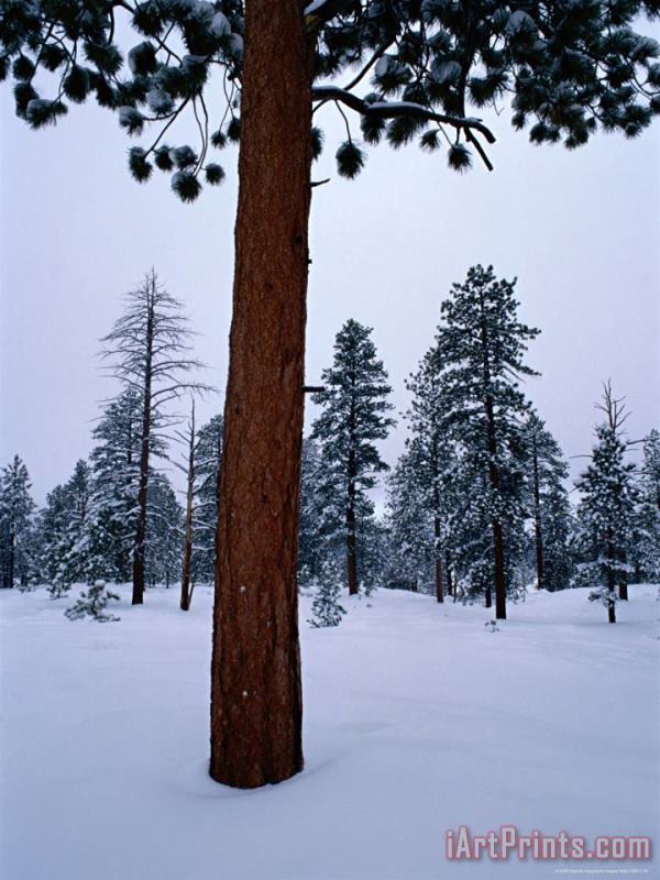 Raymond Gehman Ponderosa Pine in Snow Art Print