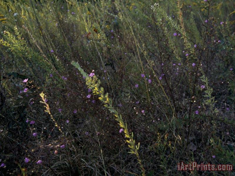 Prairie Grass Meadow with Wildflowers painting - Raymond Gehman Prairie Grass Meadow with Wildflowers Art Print
