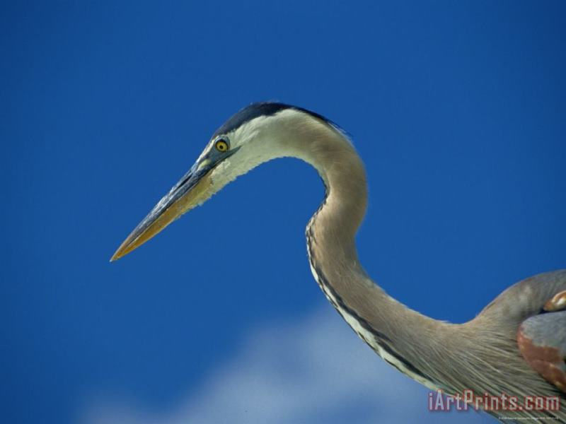 Profile View of a Great Blue Heron painting - Raymond Gehman Profile View of a Great Blue Heron Art Print