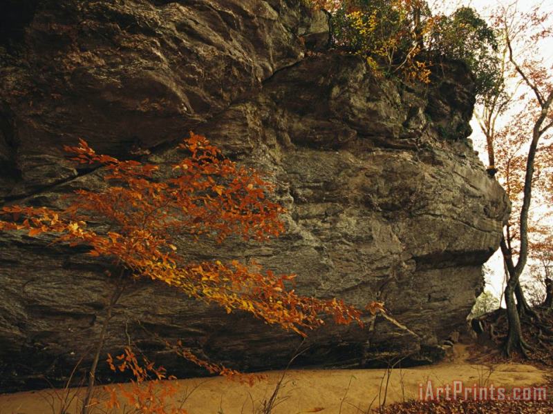 Raymond Gehman Raven Rock Trail And Autumn Colored Beech Tree Art Painting
