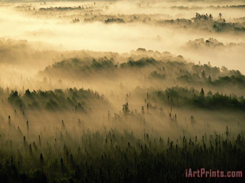 Rays of Early Morning Sunlight Beam Into Fog That Shrouds a Forest painting - Raymond Gehman Rays of Early Morning Sunlight Beam Into Fog That Shrouds a Forest Art Print