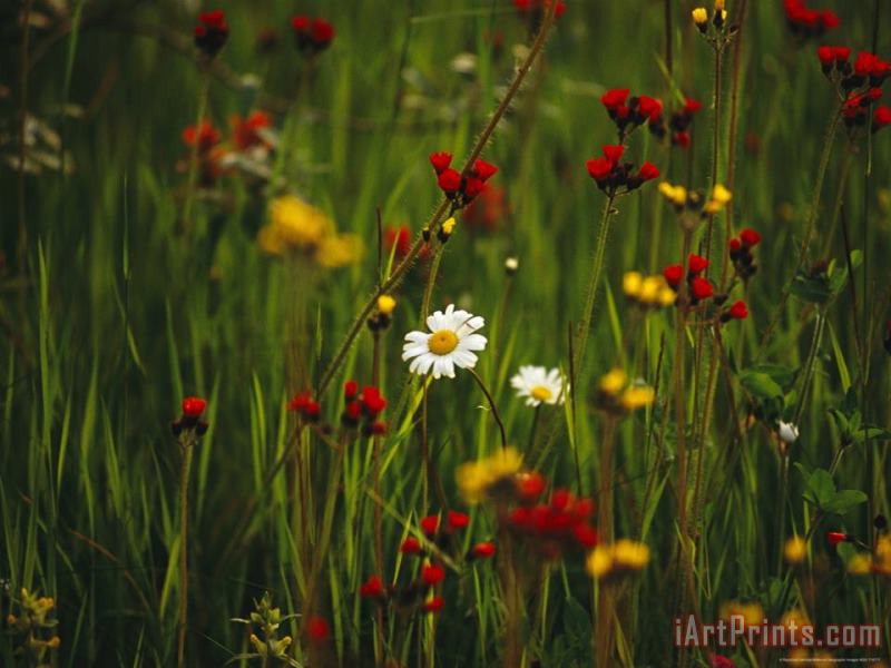 Red And Yellow Wildflowers Bloom Around a Wild Daisy painting - Raymond Gehman Red And Yellow Wildflowers Bloom Around a Wild Daisy Art Print