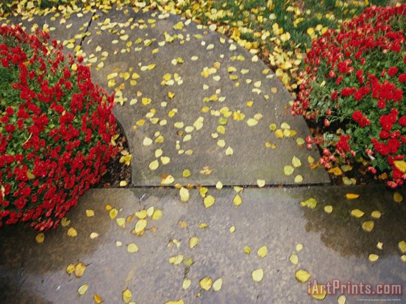 Raymond Gehman Red Chrysanthemums Border a Sidewalk Sprinkled with Birch Leaves Art Print