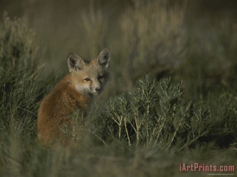 Raymond Gehman Red Fox Kit Red Rocks National Wildlife Refuge Montana Art Print