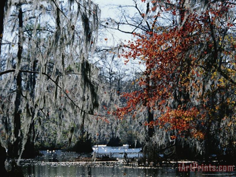 Red Maple And Bald Cypress Trees with Spanish Moss painting - Raymond Gehman Red Maple And Bald Cypress Trees with Spanish Moss Art Print