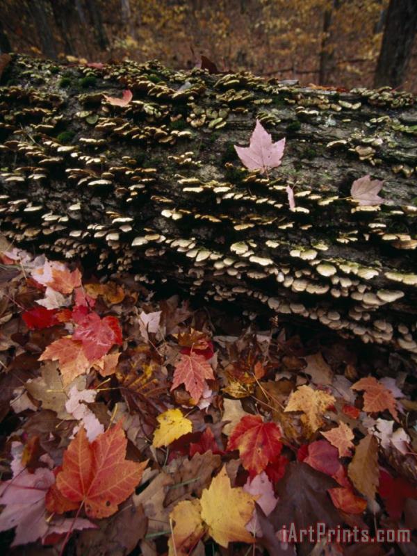 Red Maple Leaves Around a Fallen Tree with Scale Fungus Growth painting - Raymond Gehman Red Maple Leaves Around a Fallen Tree with Scale Fungus Growth Art Print