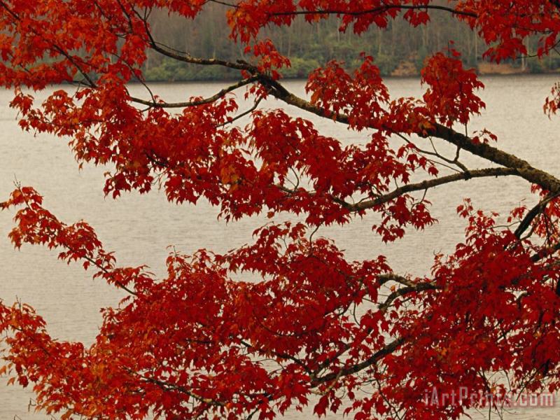 Red Maple Tree Branches with Backdrop of Price Lake painting - Raymond Gehman Red Maple Tree Branches with Backdrop of Price Lake Art Print