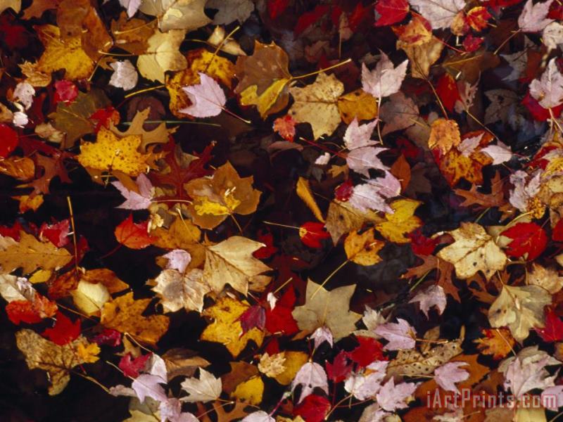 Raymond Gehman Red Maple Tree Leaves And Others Floating in Price Lake Art Painting