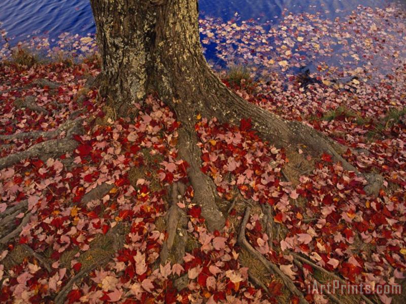 Red Maple Tree Leaves Litter The Ground at The Base of The Tree painting - Raymond Gehman Red Maple Tree Leaves Litter The Ground at The Base of The Tree Art Print