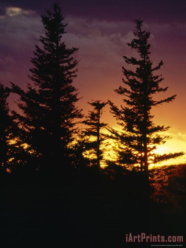 Red Spruce Trees Silhouetted at Sunset painting - Raymond Gehman Red Spruce Trees Silhouetted at Sunset Art Print