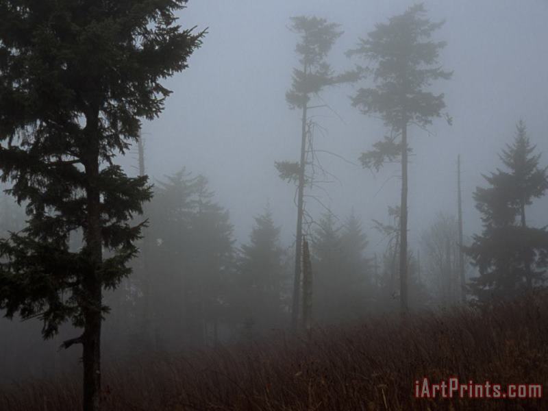 Raymond Gehman Red Spruce Trees Silhouetted in Morning Fog Art Print