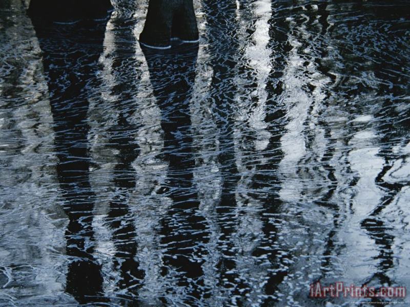 Reflections of Trees on The Surface of Rippled Water painting - Raymond Gehman Reflections of Trees on The Surface of Rippled Water Art Print