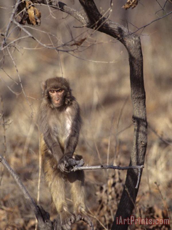 Raymond Gehman Rhesus Monkey in Tree Qinhuangdao Zoo Hebei Province China Art Print