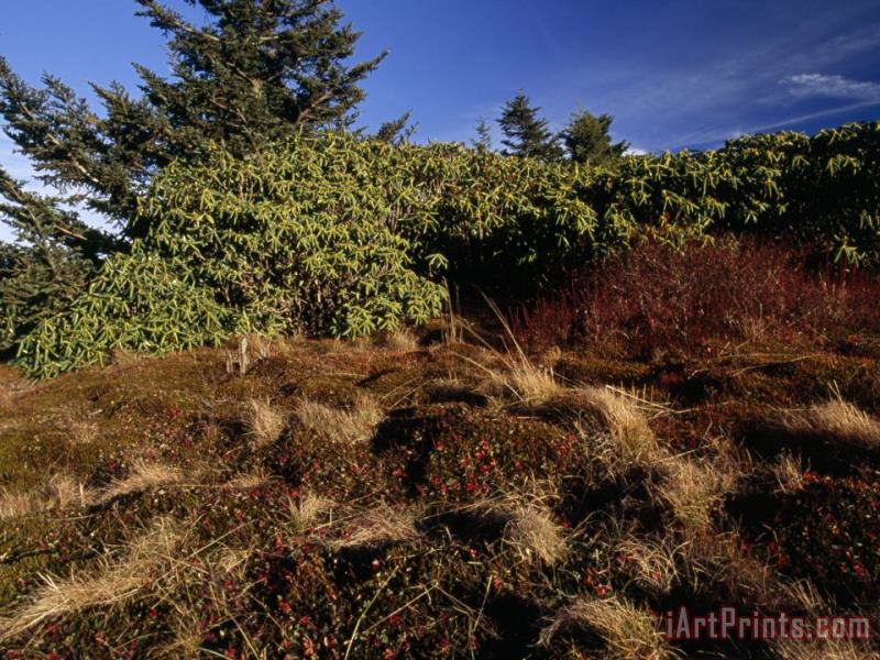 Rhododendrons Sedges And Spruces at Round Bald painting - Raymond Gehman Rhododendrons Sedges And Spruces at Round Bald Art Print