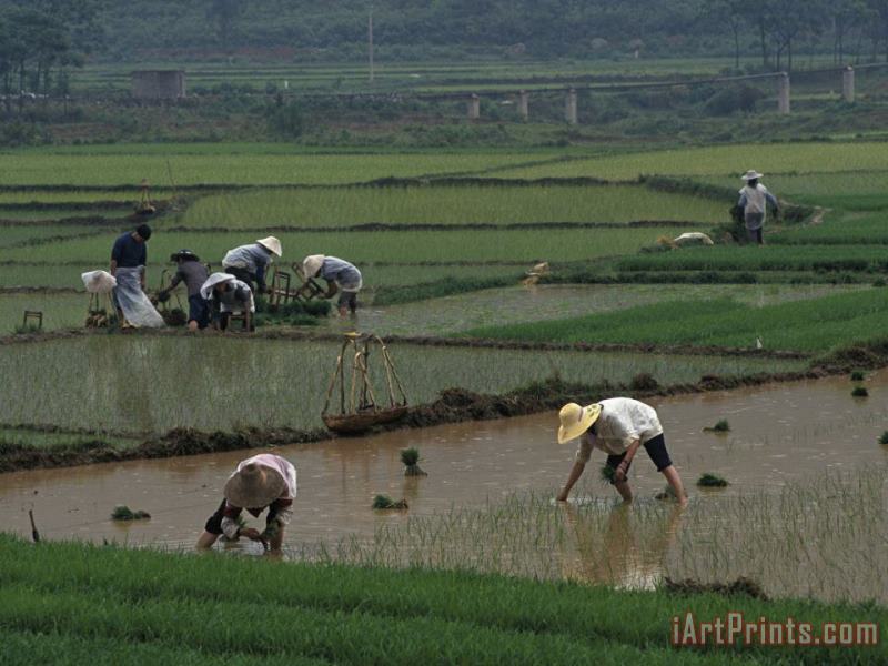 Raymond Gehman Rice Farmers in Paddies Guangxi China Art Painting