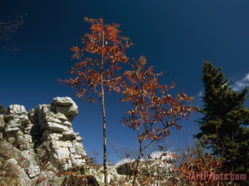 Raymond Gehman Rock Formation Black Walnut Tree And Evergreen Tree Art Painting