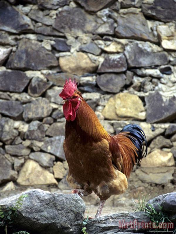 Raymond Gehman Rooster with Stone Wall Behind Yang River Canyon Shaoguan Area Art Print