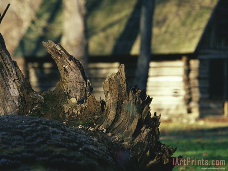 Raymond Gehman Roots of a Fallen Oak Tree with Miller Cabin in The Background Art Print