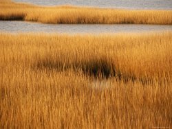 Raymond Gehman Salt Marsh with Cordgrass at Toms Cove on The Atlantic Ocean