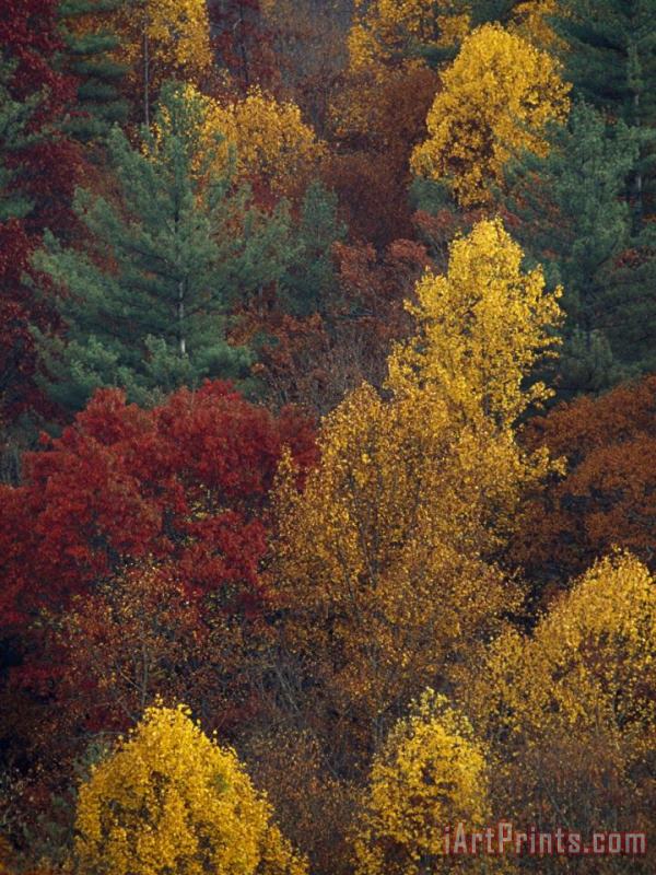 Scenic Mountain Forest in Rich Autumn Colors painting - Raymond Gehman Scenic Mountain Forest in Rich Autumn Colors Art Print