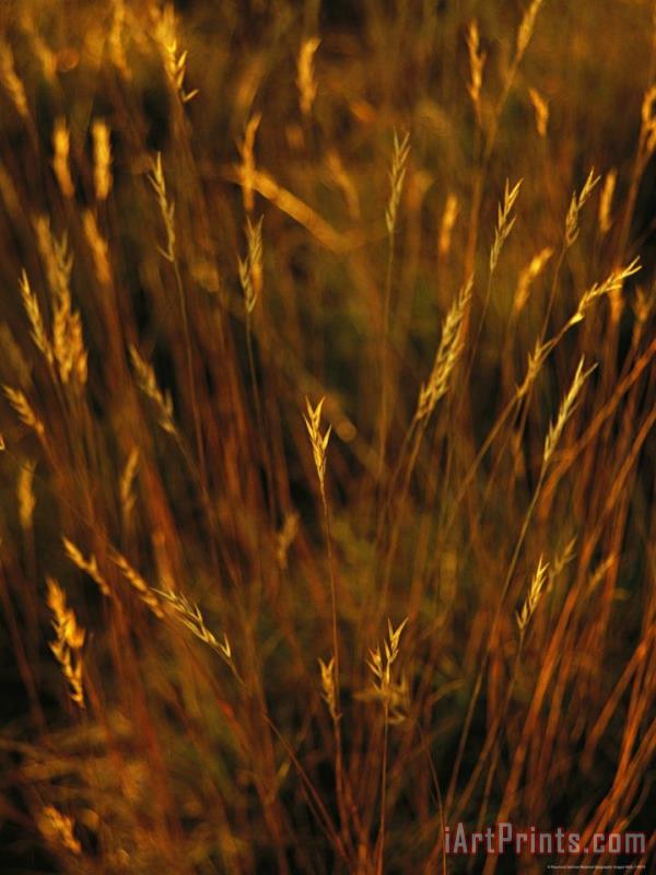 Seed Heads Top Golden Grasses painting - Raymond Gehman Seed Heads Top Golden Grasses Art Print