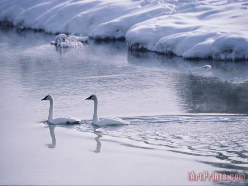 Raymond Gehman Serene Adult Trumpeter Swans Sail The Snow Banked Madison River Art Painting