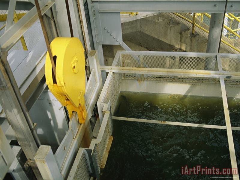 Raymond Gehman Shad Fish in The Holtwood Hydroelectric Dam Fish Lift Art Print