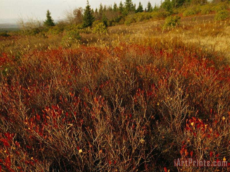 Shrubs Blueberry Bushes And Landscape in Autumn Hues painting - Raymond Gehman Shrubs Blueberry Bushes And Landscape in Autumn Hues Art Print