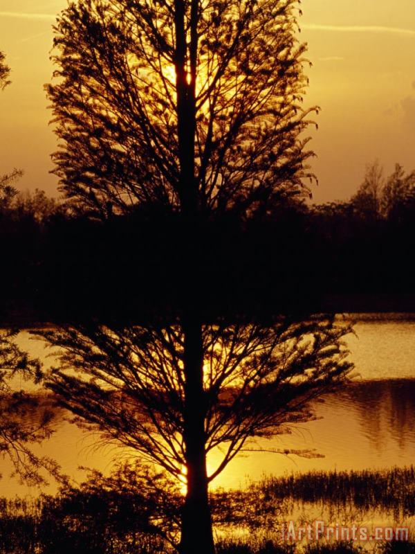 Raymond Gehman Silhouetted Cypress Tree at Sunset Art Painting