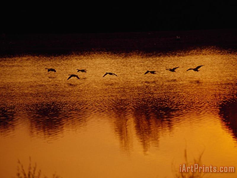 Raymond Gehman Silhouetted Geese Taking Off From Lake Nevin at Sunset Art Painting