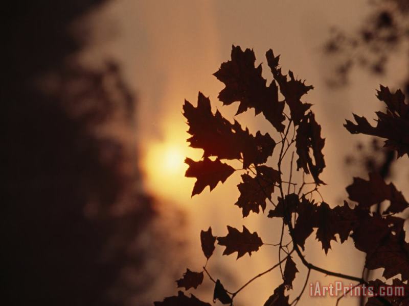 Silhouetted Oak Leaves at Sunset painting - Raymond Gehman Silhouetted Oak Leaves at Sunset Art Print