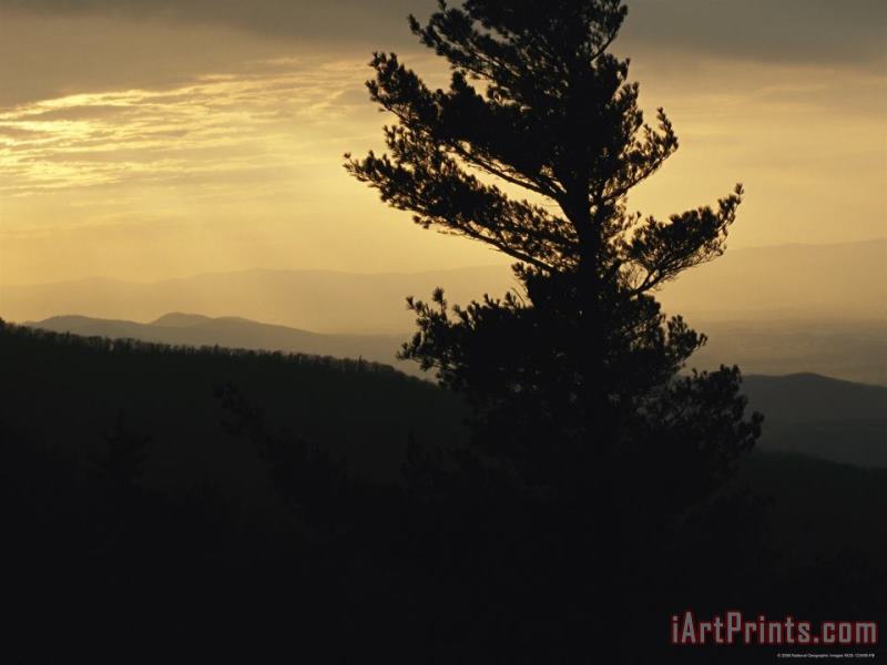 Silhouetted Pine Tree And Mountain Ridges at Sunset painting - Raymond Gehman Silhouetted Pine Tree And Mountain Ridges at Sunset Art Print