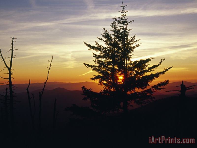 Raymond Gehman Silhouetted Red Spruce at Sunset Atop Clingman's Dome Art Painting
