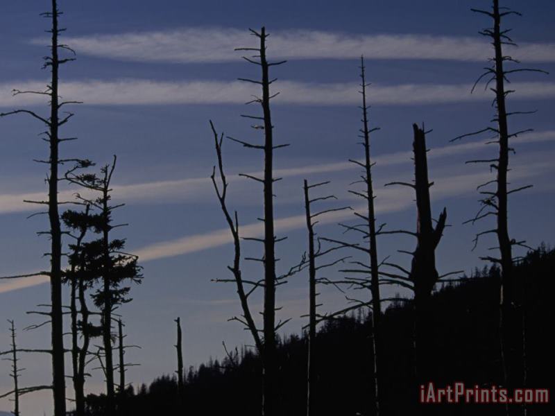 Silhouetted Remains of a Spruce Fir Forest on Clingman's Dome painting - Raymond Gehman Silhouetted Remains of a Spruce Fir Forest on Clingman's Dome Art Print
