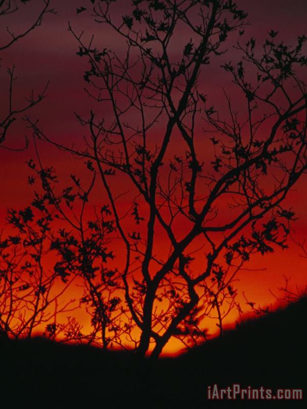 Raymond Gehman Silhouetted Tree And Blazing Sky at Sunset Over Blue Ridge Mountains Art Painting