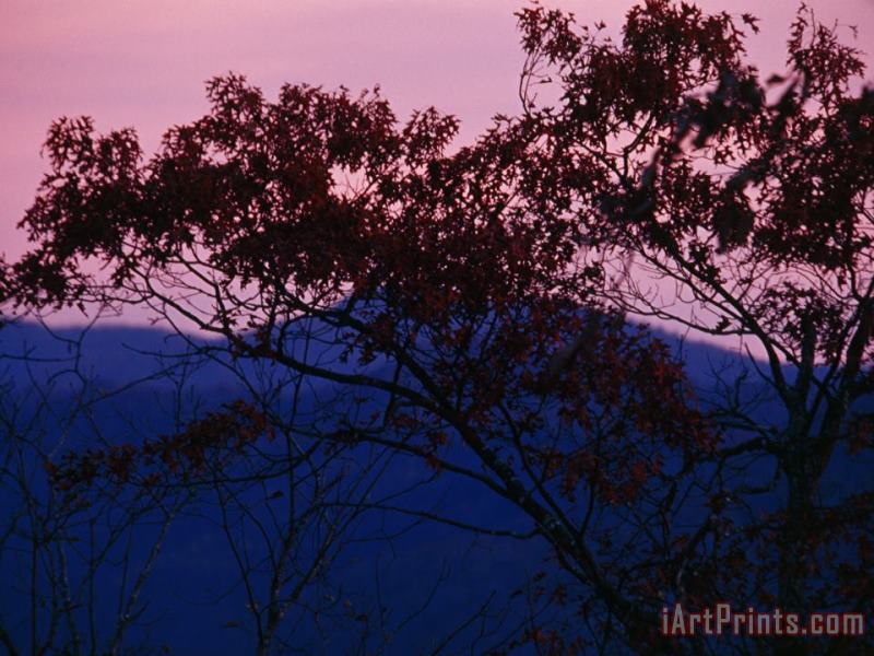 Raymond Gehman Silhouetted Tree And Sunset Over The Blue Ridge Mountains Art Print