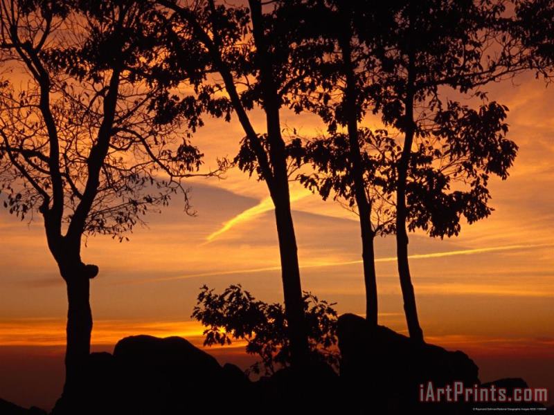 Raymond Gehman Silhouetted Trees And a Dramatic Sunrise Art Painting