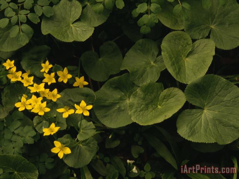 Raymond Gehman Small Yellow Flowers Growing Among Lush Foliage Art Print