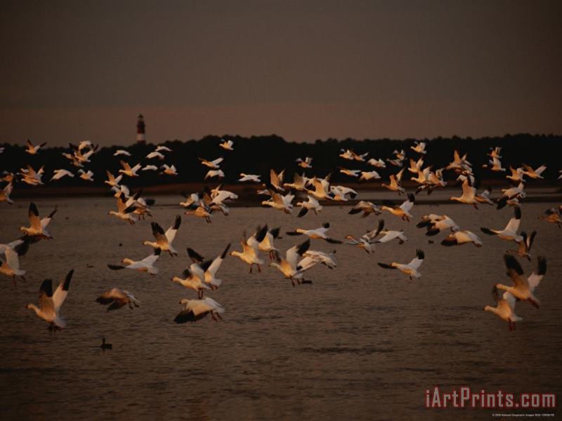 Snow Geese at Sunset on Swans Cove Pool with Assateague Lighthouse painting - Raymond Gehman Snow Geese at Sunset on Swans Cove Pool with Assateague Lighthouse Art Print