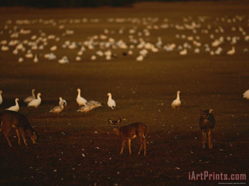 Raymond Gehman Snow Geese Settle in for The Evening Among Grazing White Tailed Deer Art Painting