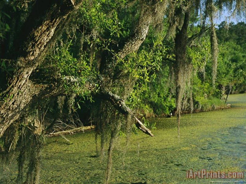 Raymond Gehman Spanish Moss Draped Tree Limbs Hanging Over Algae Covered Water Art Painting