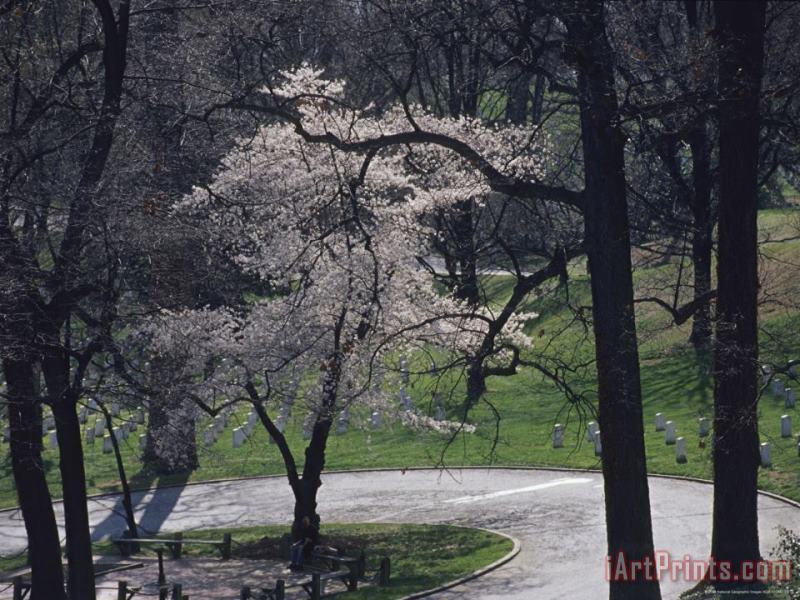 Springtime Blossoms Highlight Arlington National Cemetery painting - Raymond Gehman Springtime Blossoms Highlight Arlington National Cemetery Art Print