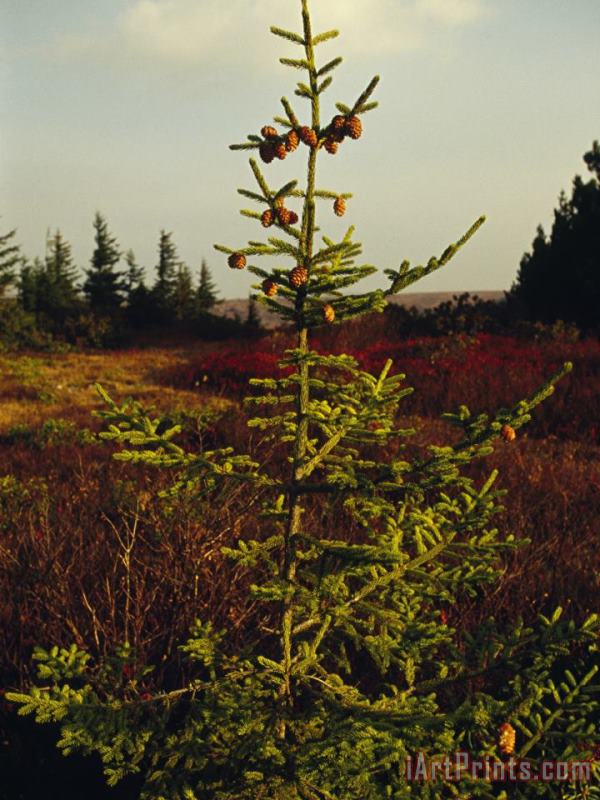 Raymond Gehman Spruce Tree with Cones Near The Top Art Print