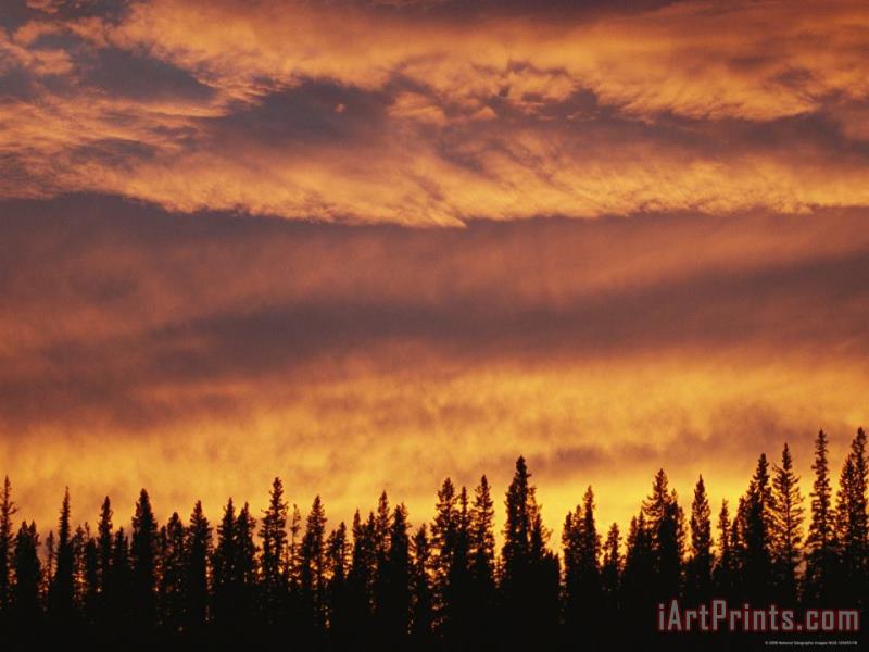 Spruce Trees Are Silhouetted by The Sunset Near The Mackenzie River painting - Raymond Gehman Spruce Trees Are Silhouetted by The Sunset Near The Mackenzie River Art Print